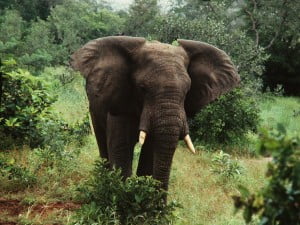 Elephant_Nigeria